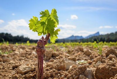 On plante à La Roque !