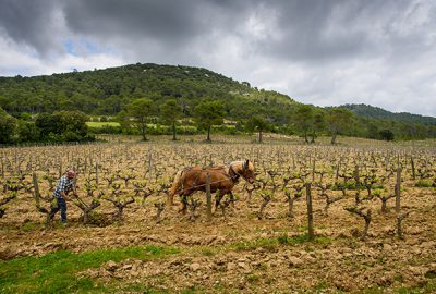 Bienvenue à “Sauterelle” !